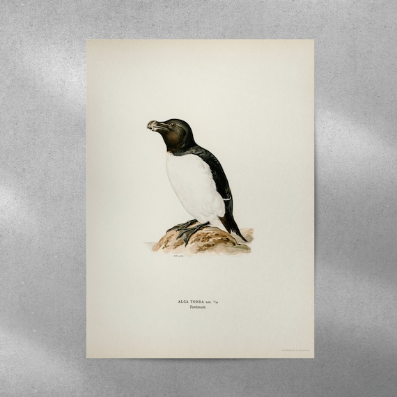 Razorbill Bird Wall Art Print Poster | High Quality Archival
