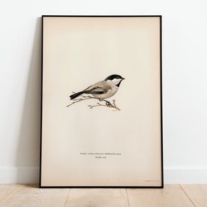 Black Capped Chickadee Bird Wall Art Print Poster | High Quality Archival Classic Home Decor Giclee Vintage Nature Artwork Print