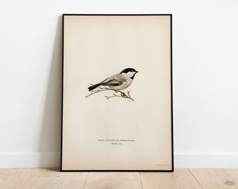 Póster con impresión artística de pájaro carbonero de cabeza negra para pared, impresión artística de naturaleza vintage Giclée de decoración clásica para el hogar de archivo de alta calidad