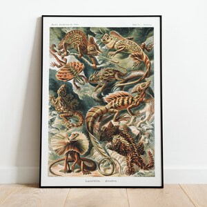 May include: Vintage illustration of various lizards, including a frilled lizard, a chameleon, and a spiny lizard. The illustration is in a detailed, realistic style with vibrant colours and intricate details. The text "Lacertilia - gideon" is at the bottom of the image.