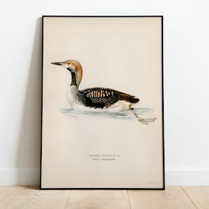 Black-Throated Loon Bird Wall Art Print Poster | High Quality Archival Classic Home Decor Giclee Vintage Nature Artwork Print