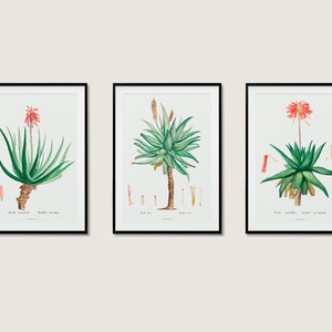 Botanical Set Of 3 Aloe Vera Print Collection Wall Art Posters | 3x A3 A4 A5 | Quality Classic Flowers Home Decor Art Deco Cactus Succulent