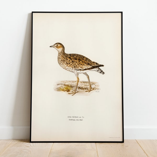 Petite outarde oiseau Wall Art Print affiche | Haute qualité archivage classique décor à la maison giclée vintage Nature œuvre oiseau impression