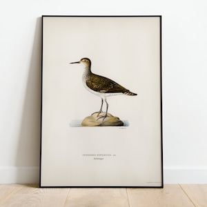 Sandpiper Wader Bird Wall Art Print Poster | High Quality Archival Classic Home Decor Giclee Vintage Nature Artwork Bird Print