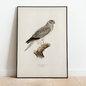 Hen Harrier Bird Of Prey Wall Art Print Poster | High Quality Archival Classic Home Decor Giclee Vintage Nature Artwork Print