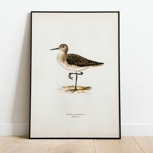 Wood Sandpiper Bird Wall Art Print Poster | High Quality Archival Classic Home Decor Giclee Vintage Nature Artwork Bird Print