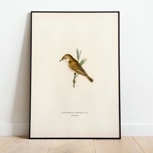Póster con impresión artística de pared de pájaro carricero común/Decoración para el hogar clásica de archivo de alta calidad Giclée Obra de arte vintage de aves naturales