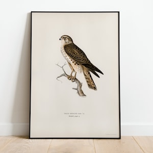 Merlin Female Bird Of Prey Wall Art Print Poster | High Quality Archival Classic Home Decor Giclee Vintage Nature Artwork Print