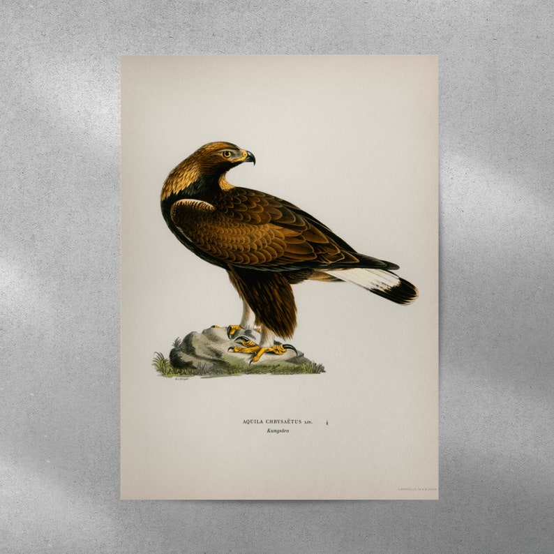 Golden Eagle Bird of Prey Wall Art Print Poster | High Quality Archival ...