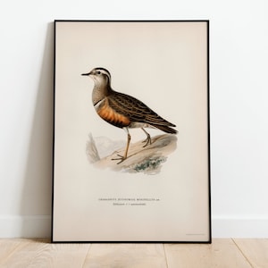 Dotterel Bird Wall Art Print Poster | High Quality Archival Classic Home Decor Giclee Vintage Nature Bird Artwork