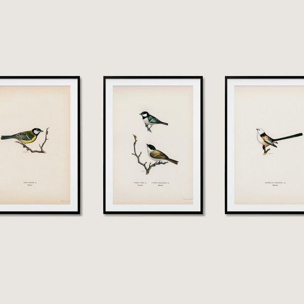 Tieten vogel collectie Wall Art Print Poster | Grote Koolmoeras Langstaartmees | 3x hoogwaardige woondecoratie natuur set van 3