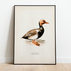 Red Crested Pochard Duck Bird Wall Art Print Poster | High Quality Archival Classic Home Decor Giclee Vintage Nature Bird Artwork