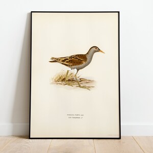 Póster con impresión artística de pared de pájaro pequeño Crake / Decoración clásica para el hogar de archivo de alta calidad Giclée Obra de arte vintage con pájaros naturales