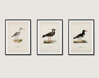 Wetland Bird Collection Wall Art Print Poster | Avocet Lapwing Oystercatcher | 3x High Quality Home Decor Nature Set Of 3