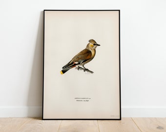 Bohemian Waxwing Bird Wall Art Print Poster | High Quality Archival Classic Home Decor Giclee Vintage Nature Artwork Bird Print