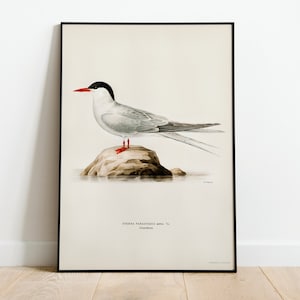 Stampa artistica da parete con uccello sterna artica / Stampa artistica di uccelli vintage Giclée di alta qualità, classica decorazione per la casa, d'archivio