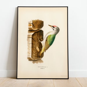 Grey-Headed Woodpecker Bird Wall Art Print Poster | High Quality Archival Classic Home Decor Giclee Vintage Nature Artwork Print