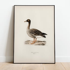 Bean Goose Bird Wall Art Print Poster | High Quality Archival Classic Home Decor Giclee Vintage Nature Bird Artwork