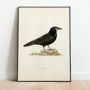 Póster con impresión artística de pájaro grajo para pared, decoración clásica para el hogar de archivo de alta calidad, obra de arte vintage de naturaleza Giclée, impresión de pájaro