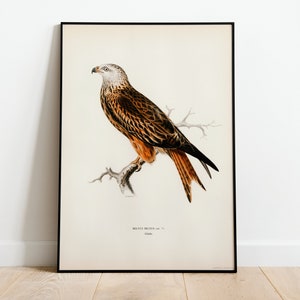 Póster con impresión artística de pared de ave rapaz de milano rojo/impresión artística de naturaleza vintage Giclée de decoración clásica para el hogar de archivo de alta calidad