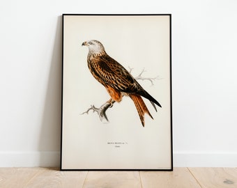 Red Kite Bird Of Prey Wall Art Print Poster | High Quality Archival Classic Home Decor Giclee Vintage Nature Artwork Bird Print