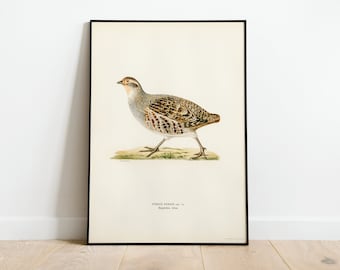 Peut inclure: Une illustration vintage d'un oiseau brun et gris avec une poitrine blanche, appelé "Perdix Perdix", sur un fond blanc avec du texte noir qui lit "Perdix Perdix, var. a.  Rupicola, Italia."