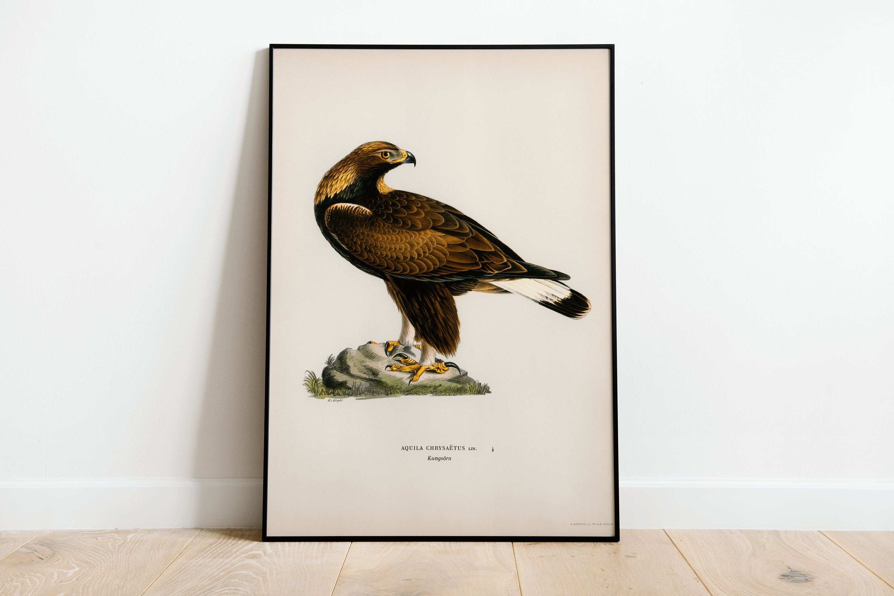 Golden Eagle Bird of Prey Wall Art Print Poster | High Quality Archival ...