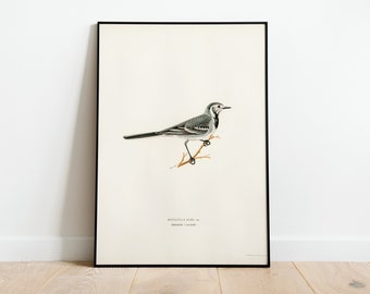 シロエリハグテイルの鳥の版画：英国の庭園水彩画 - Etsy 日本