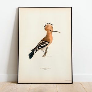 Wiedehopf Vogel Wand Kunst Druck Poster | Hochwertiges Archival Classic Home Decor Giclee Vintage Natur Kunstwerk Vogel Druck