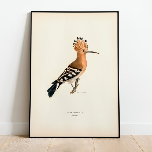 Hoopoe Bird Wall Art Print Poster | High Quality Archival Classic Home Decor Giclee Vintage Nature Artwork Bird Print