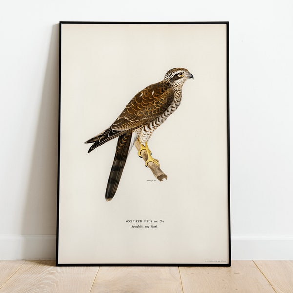 Sperwer roofvogel Wall Art Print Poster | Hoge kwaliteit archivering klassieke Home Decor Giclee Vintage natuur artwork print