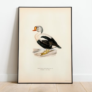 May include: A vintage illustration of a black and white duck with an orange beak, standing on a rock. The illustration is framed in black and has the text "SOMATERIA SPECTABILIS, or, "  "King Duck" in the bottom right corner.