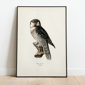 Northern Hawk-Owl Bird Wall Art Print Poster | High Quality Archival Classic Home Decor Giclee Vintage Nature Artwork Bird Print