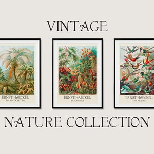 Ernst Haeckel Nature Collection Wall Art Exhibition Print Poster | 3x A3 A4 A5 | Quality Classic Flowers Home Decor Vintage Deco Set Of 3