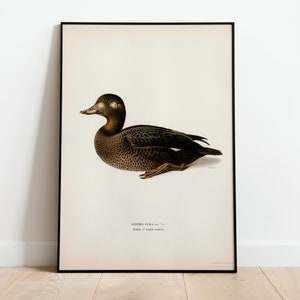 Velvet Scoter Male Duck Bird Wall Art Print Poster | High Quality Archival Classic Home Decor Giclee Vintage Nature Bird Artwork