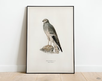 Montagu's Harrier Bird Of Prey Wall Art Print Poster | High Quality Archival Classic Home Decor Giclee Vintage Nature Artwork