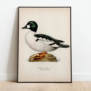 Goldeneye Duck Bird Wall Art Print Poster | High Quality Archival Classic Home Decor Giclee Vintage Nature Bird Artwork