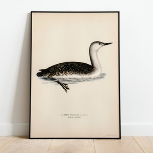 Rotkehltaucher Vogel Wand Kunst Druck Poster | Hochwertiges Archival Classic Home Decor Giclee Vintage Natur Vogel Kunstwerk