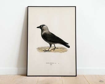 Dohle Vogel Wand Kunst Druck Poster | Hochwertiges Archival Classic Home Decor Giclee Vintage Natur Kunstwerk Vogel Druck