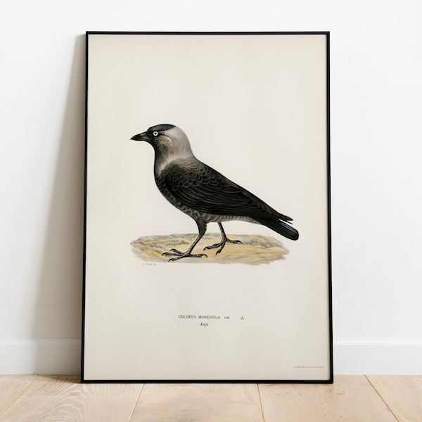 Jackdaw Bird Wall Art Print Poster | High Quality Archival Classic Home Decor Giclee Vintage Nature Artwork Bird Print