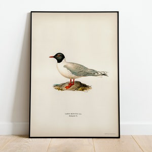 Póster con impresión artística de pared de una pequeña gaviota, pájaro marino, arte de pared de alta calidad, decoración clásica para el hogar, obra de arte vintage con diseño de aves naturales