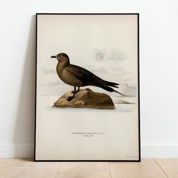 Arctic Skua Sea Bird Wall Art Print Poster | High Quality Archival Classic Home Decor Giclee Vintage Nature Bird Artwork