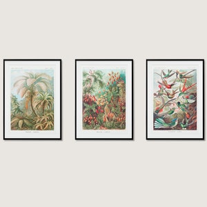 Ernst Haeckel Botanical Collection Wall Art Print Poster | 3x A3 A4 A5 | High Quality Classic Flowers Home Decor Vintage Deco Set Of 3