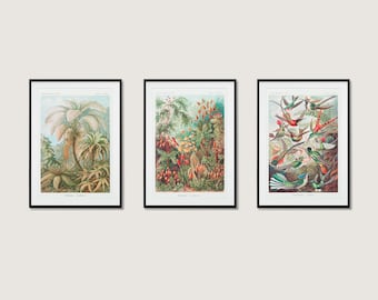 Ernst Haeckel Botanical Collection Wall Art Print Poster | 3x A3 A4 A5 | High Quality Classic Flowers Home Decor Vintage Deco Set Of 3