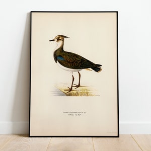 Póster con impresión artística de pájaro avefría para pared, decoración clásica para el hogar de archivo de alta calidad, obra de arte vintage con diseño de aves naturales