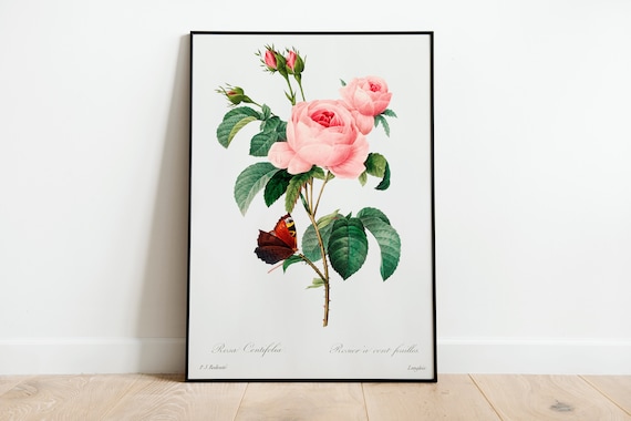 Pink Rose Wall Art Print Poster | A3 A4 A5 | High Quality Classic Home Decor Giclee Print Vintage Art Deco Minimalist