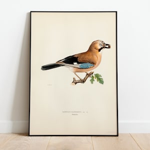Poster con stampa artistica da parete di un uccello ghiandaia eurasiatica / Stampa artistica di uccelli vintage Giclée di alta qualità, classica decorazione per la casa, d'archivio