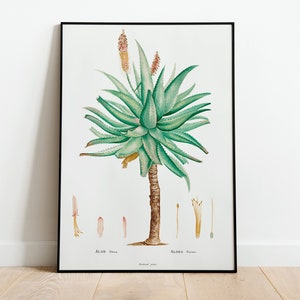Aloe Plant Botanical Wall Art Print Poster | A3 A4 A5 | High Quality Classic Photo Flowers Home Decor Giclee Vintage Art Deco Minimalist