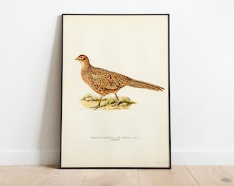 Op de afbeelding: Een vintage illustratie van een bruin-witte fazant met een lange staart, staand op een stukje groen gras. De illustratie is zwart ingelijst en heeft de tekst "PHASIANUS COLCHICUS, Lin. & PH. TORQUATUS, Gmel. The Pheasant." onder de afbeelding gedrukt.