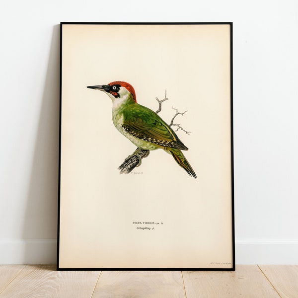 Grünspecht Vogel Wand Kunst Print Poster | Hochwertige Archival Classic Home Decor Giclee Vintage Natur Kunstwerk Vogel Druck